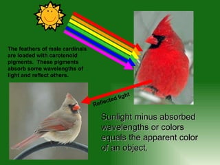 Sunlight minus absorbed wavelengths or colors equals the apparent color of an object. The feathers of male cardinals are loaded with carotenoid pigments.  These pigments absorb some wavelengths of light and reflect others.  Reflected light 