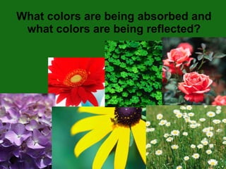 What colors are being absorbed and what colors are being reflected? 