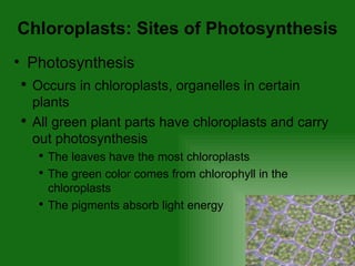 Chloroplasts: Sites of Photosynthesis Photosynthesis Occurs in chloroplasts, organelles in certain plants All green plant parts have chloroplasts and carry out photosynthesis The leaves have the most chloroplasts The green color comes from chlorophyll in the chloroplasts The pigments absorb light energy 
