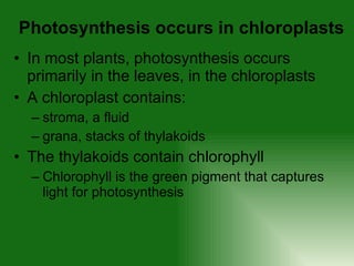 In most plants, photosynthesis occurs primarily in the leaves, in the chloroplasts A chloroplast contains:  stroma, a fluid  grana, stacks of thylakoids  The thylakoids contain chlorophyll Chlorophyll is the green pigment that captures light for photosynthesis Photosynthesis occurs in chloroplasts 