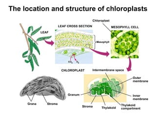 The location and structure of chloroplasts LEAF CROSS SECTION MESOPHYLL CELL LEAF Chloroplast Mesophyll CHLOROPLAST Intermembrane space Outer membrane Inner membrane Thylakoid compartment Thylakoid Stroma Granum Stroma Grana 