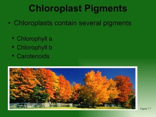Chloroplasts contain several pigments Chloroplast Pigments Chlorophyll a  Chlorophyll b  Carotenoids Figure 7.7 