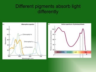 Different pigments absorb light differently 
