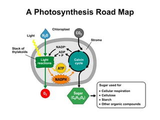 A Photosynthesis Road Map Chloroplast Light Stack of thylakoids ADP + P NADP  Stroma Light reactions Calvin cycle Sugar used for    Cellular respiration    Cellulose    Starch    Other organic compounds 