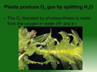 The O 2  liberated by photosynthesis is made from the oxygen in water (H +  and e - ) Plants produce O 2  gas by splitting H 2 O 