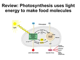 Review: Photosynthesis uses light energy to make food molecules Light Chloroplast Photosystem II Electron transport chains Photosystem I CALVIN CYCLE Stroma Electrons LIGHT REACTIONS CALVIN CYCLE Cellular respiration Cellulose Starch Other organic compounds 