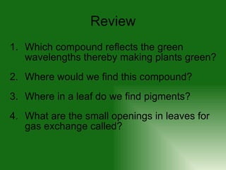 Review Which compound reflects the green wavelengths thereby making plants green? Where would we find this compound?  Where in a leaf do we find pigments? What are the small openings in leaves for gas exchange called? 
