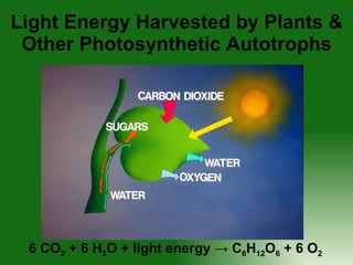 Light Energy Harvested by Plants & Other Photosynthetic Autotrophs 6 CO 2  + 6 H 2 O + light energy -> C 6 H 12 O 6  + 6 O 2  
