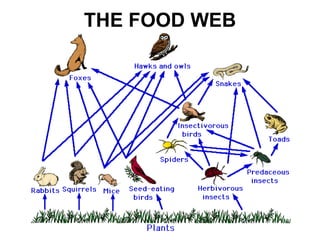 THE FOOD WEB 