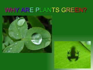 WH Y AR E P LAN TS G RE EN? 