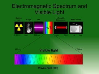 Electromagnetic Spectrum and Visible Light Gamma rays X-rays UV Infrared & Microwaves Radio waves Visible light Wavelength (nm) 
