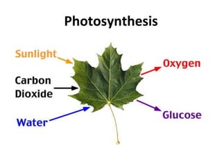 Photosynthesis 