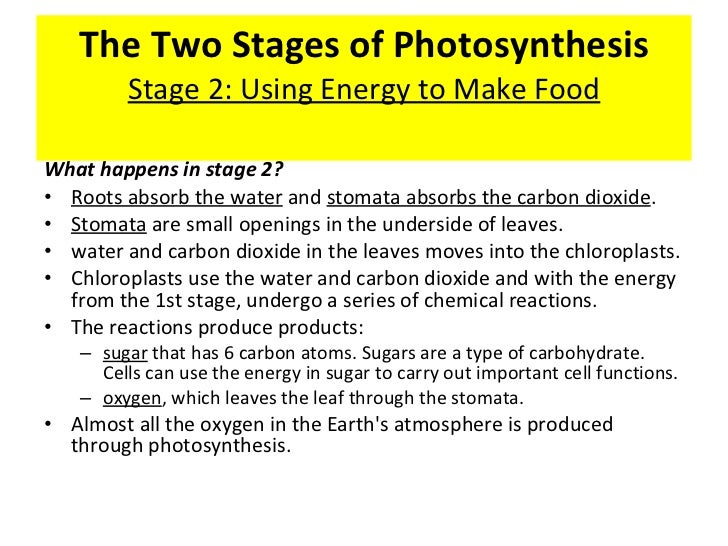 Two stages of photosythesis