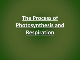 The Process of Photosynthesis and Respiration 