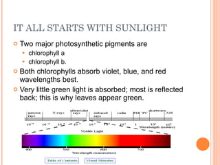 IT ALL STARTS WITH SUNLIGHT Two major photosynthetic pigments are  chlorophyll a  chlorophyll b. Both chlorophylls absorb violet, blue, and red wavelengths best. Very little green light is absorbed; most is reflected back; this is why leaves appear green. 