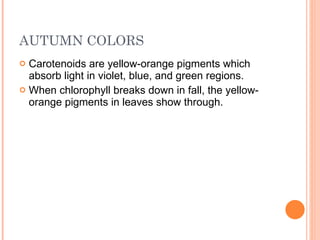 AUTUMN COLORS Carotenoids are yellow-orange pigments which absorb light in violet, blue, and green regions. When chlorophyll breaks down in fall, the yellow-orange pigments in leaves show through. 