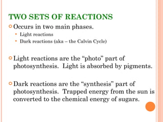 TWO SETS OF REACTIONS Occurs in two main phases. Light reactions Dark reactions (aka – the Calvin Cycle) Light reactions are the “photo” part of photosynthesis.  Light is absorbed by pigments. Dark reactions are the “synthesis” part of photosynthesis.  Trapped energy from the sun is converted to the chemical energy of sugars.  