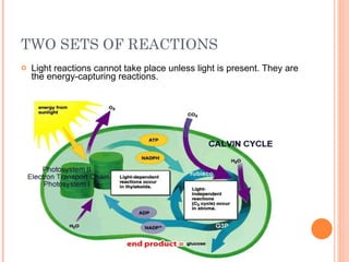 TWO SETS OF REACTIONS Light reactions cannot take place unless light is present. They are the energy-capturing reactions. 
