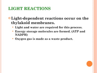 LIGHT REACTIONS Light-dependent reactions occur on the thylakoid membranes. Light and water are required for this process. Energy storage molecules are formed. (ATP and NADPH) Oxygen gas is made as a waste product. 