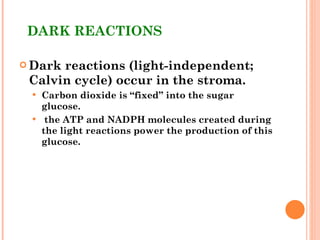 DARK REACTIONS Dark reactions (light-independent; Calvin cycle) occur in the stroma. Carbon dioxide is “fixed” into the sugar glucose. the ATP and NADPH molecules created during the light reactions power the production of this glucose. 