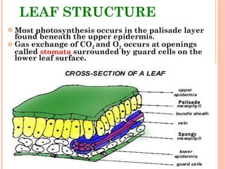 LEAF STRUCTURE Most photosynthesis occurs in the palisade layer found beneath the upper epidermis. Gas exchange of CO 2  and O 2  occurs at openings called  stomata  surrounded by guard cells on the lower leaf surface.   Palisade Spongy 