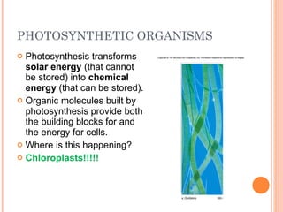 PHOTOSYNTHETIC ORGANISMS Photosynthesis transforms  solar energy  (that cannot be stored) into  chemical energy  (that can be stored). Organic molecules built by photosynthesis provide both the building blocks for and  the energy for cells. Where is this happening? Chloroplasts!!!!! 