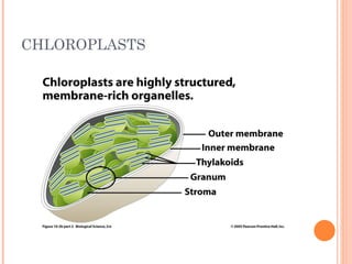 CHLOROPLASTS 