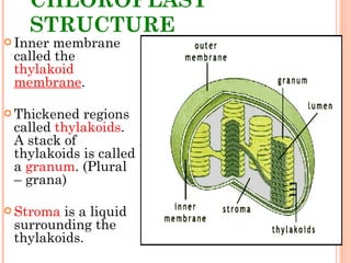 CHLOROPLAST STRUCTURE Inner membrane called the  thylakoid   membrane . Thickened regions called  thylakoids .  A stack of thylakoids is called a  granum . (Plural – grana) Stroma  is a liquid surrounding the thylakoids. 