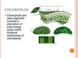 CHLOROPLASTS Chlorophylls and other pigments involved in absorption of solar energy reside within thylakoid membranes of chloroplasts 