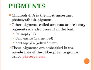 PIGMENTS Chlorophyll A is the most important photosynthetic pigment.  Other pigments called antenna or accessory pigments are also present in the leaf. Chlorophyll B Carotenoids (orange / red) Xanthophylls (yellow / brown) These pigments are embedded in the membranes of the chloroplast in groups called  photosystems . 