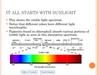 IT ALL STARTS WITH SUNLIGHT This shows the visible light spectrum Notice that different colors have different light wavelengths. Pigments found in chlorophyll absorb various portions of visible light as seen in this absorption spectrum. 