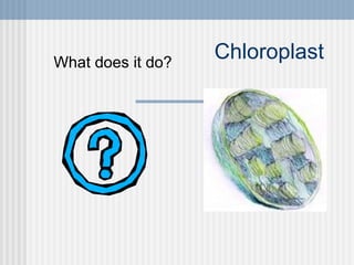 Chloroplast What does it do? 