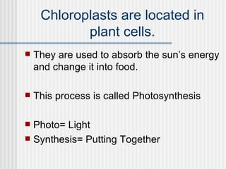 Chloroplasts are located in plant cells. They are used to absorb the sun’s energy and change it into food. This process is called Photosynthesis Photo= Light   Synthesis= Putting Together 