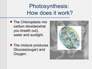 Photosynthesis:  How does it work? The Chloroplasts mix carbon dioxide(what you breath out), water and sunlight. The mixture produces Glucose(sugar) and Oxygen. 