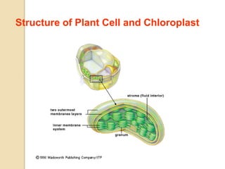 Structure of Plant Cell and Chloroplast
 