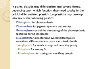 In plants, plastids may differentiate into several forms,
depending upon which function they need to play in the
cell. Undifferentiated plastids (proplastids) may develop
into any of the following plastids:
  Chloroplasts: for photosynthesis
  Chromoplasts: for pigment synthesis and storage
  Gerontoplasts: control the dismantling of the photosynthetic
   apparatus during senescence
  Leucoplasts: for monoterpene synthesis; leucoplasts
   sometimes differentiate into more specialized plastids:
    Amyloplasts: for starch storage and detecting gravity
    Elaioplasts: for storing fat
    Proteinoplasts: for storing and modifying protein
 