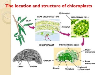 The location and structure of chloroplasts
                                               Chloroplast
                          LEAF CROSS SECTION                 MESOPHYLL CELL
              LEAF


                                                 Mesophyll




                           CHLOROPLAST         Intermembrane space

                                                                        Outer
                                                                        membrane



                               Granum                                   Inner
                                                                        membrane
      Grana      Stroma                                           Thylakoid
                                        Stroma      Thylakoid     compartment
 