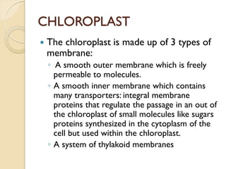 CHLOROPLAST
   The chloroplast is made up of 3 types of
    membrane:
    ◦ A smooth outer membrane which is freely
      permeable to molecules.
    ◦ A smooth inner membrane which contains
      many transporters: integral membrane
      proteins that regulate the passage in an out of
      the chloroplast of small molecules like sugars
      proteins synthesized in the cytoplasm of the
      cell but used within the chloroplast.
    ◦ A system of thylakoid membranes
 