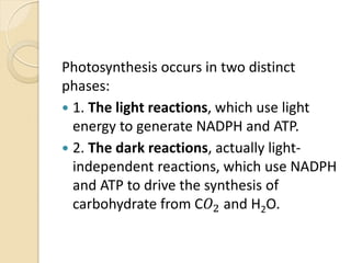 Photosynthesis occurs in two distinct
phases:
 1. The light reactions, which use light
  energy to generate NADPH and ATP.
 2. The dark reactions, actually light-
  independent reactions, which use NADPH
  and ATP to drive the synthesis of
  carbohydrate from C2 and H2O.
 
