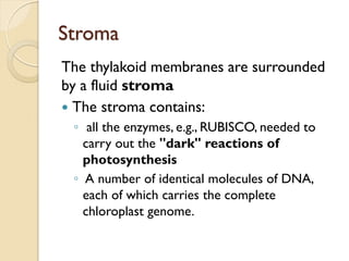 Stroma
The thylakoid membranes are surrounded
by a fluid stroma
 The stroma contains:
 ◦ all the enzymes, e.g., RUBISCO, needed to
   carry out the "dark" reactions of
   photosynthesis
 ◦ A number of identical molecules of DNA,
   each of which carries the complete
   chloroplast genome.
 