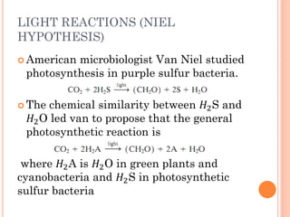 LIGHT REACTIONS (NIEL
HYPOTHESIS)
 Americanmicrobiologist Van Niel studied
 photosynthesis in purple sulfur bacteria.

 The  chemical similarity between 2 S and
 2 O led van to propose that the general
 photosynthetic reaction is

 where 2 A is 2 O in green plants and
cyanobacteria and 2 S in photosynthetic
sulfur bacteria
 