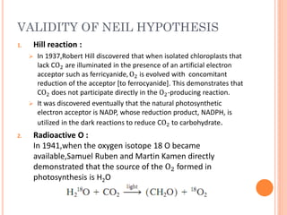 VALIDITY OF NEIL HYPOTHESIS
1.    Hill reaction :
      In 1937,Robert Hill discovered that when isolated chloroplasts that
       lack CO2 are illuminated in the presence of an artificial electron
       acceptor such as ferricyanide, O2 is evolved with concomitant
       reduction of the acceptor [to ferrocyanide]. This demonstrates that
       CO2 does not participate directly in the O2 -producing reaction.
      It was discovered eventually that the natural photosynthetic
       electron acceptor is NADP, whose reduction product, NADPH, is
       utilized in the dark reactions to reduce CO2 to carbohydrate.
2.    Radioactive O :
      In 1941,when the oxygen isotope 18 O became
      available,Samuel Ruben and Martin Kamen directly
      demonstrated that the source of the O2 formed in
      photosynthesis is H2O
 