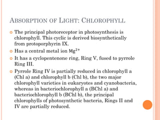 ABSORPTION OF LIGHT: CHLOROPHYLL
   The principal photoreceptor in photosynthesis is
    chlorophyll. This cyclic is derived biosynthetically
    from protoporphyrin IX.
   Has a central metal ion Mg 2+
   It has a cyclopentenone ring, Ring V, fused to pyrrole
    Ring III.
   Pyrrole Ring IV is partially reduced in chlorophyll a
    (Chl a) and chlorophyll b (Chl b), the two major
    chlorophyll varieties in eukaryotes and cyanobacteria,
    whereas in bacteriochlorophyll a (BChl a) and
    bacteriochlorophyll b (BChl b), the principal
    chlorophylls of photosynthetic bacteria, Rings II and
    IV are partially reduced.
 