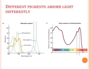 DIFFERENT PIGMENTS ABSORB LIGHT
DIFFERENTLY
 