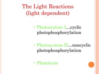 The Light Reactions
 (light dependent)

    • Photosystem I…cyclic
      photophosphorylation

    • Photosystem II…noncyclic
      photophosphorylation

    • Photolysis
 