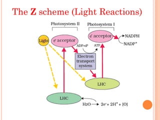 The Z scheme (Light Reactions)
 