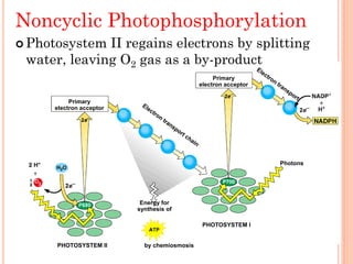 Noncyclic Photophosphorylation
 Photosystem II regains electrons by splitting
 water, leaving O2 gas as a by-product
                                                  Primary
                                             electron acceptor

          Primary
     electron acceptor




                                                                 Photons




                          Energy for
                         synthesis of

                                              PHOTOSYSTEM I


      PHOTOSYSTEM II       by chemiosmosis
 