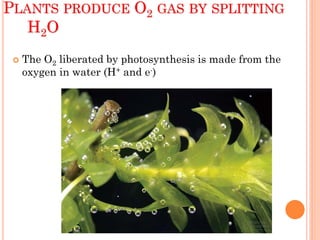 PLANTS PRODUCE O2 GAS BY SPLITTING
   H2O
    The O2 liberated by photosynthesis is made from the
     oxygen in water (H+ and e-)
 