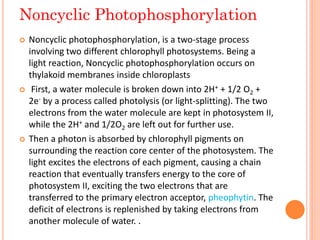 Noncyclic Photophosphorylation
   Noncyclic photophosphorylation, is a two-stage process
    involving two different chlorophyll photosystems. Being a
    light reaction, Noncyclic photophosphorylation occurs on
    thylakoid membranes inside chloroplasts
    First, a water molecule is broken down into 2H+ + 1/2 O2 +
    2e- by a process called photolysis (or light-splitting). The two
    electrons from the water molecule are kept in photosystem II,
    while the 2H+ and 1/2O2 are left out for further use.
   Then a photon is absorbed by chlorophyll pigments on
    surrounding the reaction core center of the photosystem. The
    light excites the electrons of each pigment, causing a chain
    reaction that eventually transfers energy to the core of
    photosystem II, exciting the two electrons that are
    transferred to the primary electron acceptor, pheophytin. The
    deficit of electrons is replenished by taking electrons from
    another molecule of water. .
 