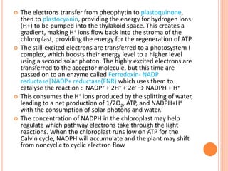    The electrons transfer from pheophytin to plastoquinone,
    then to plastocyanin, providing the energy for hydrogen ions
    (H+) to be pumped into the thylakoid space. This creates a
    gradient, making H+ ions flow back into the stroma of the
    chloroplast, providing the energy for the regeneration of ATP.
   The still-excited electrons are transferred to a photosystem I
    complex, which boosts their energy level to a higher level
    using a second solar photon. The highly excited electrons are
    transferred to the acceptor molecule, but this time are
    passed on to an enzyme called Ferredoxin- NADP
    reductase|NADP+ reductase(FNR) which uses them to
    catalyse the reaction : NADP+ + 2H+ + 2e- → NADPH + H+
   This consumes the H+ ions produced by the splitting of water,
    leading to a net production of 1/2O2, ATP, and NADPH+H+
    with the consumption of solar photons and water.
   The concentration of NADPH in the chloroplast may help
    regulate which pathway electrons take through the light
    reactions. When the chloroplast runs low on ATP for the
    Calvin cycle, NADPH will accumulate and the plant may shift
    from noncyclic to cyclic electron flow
 